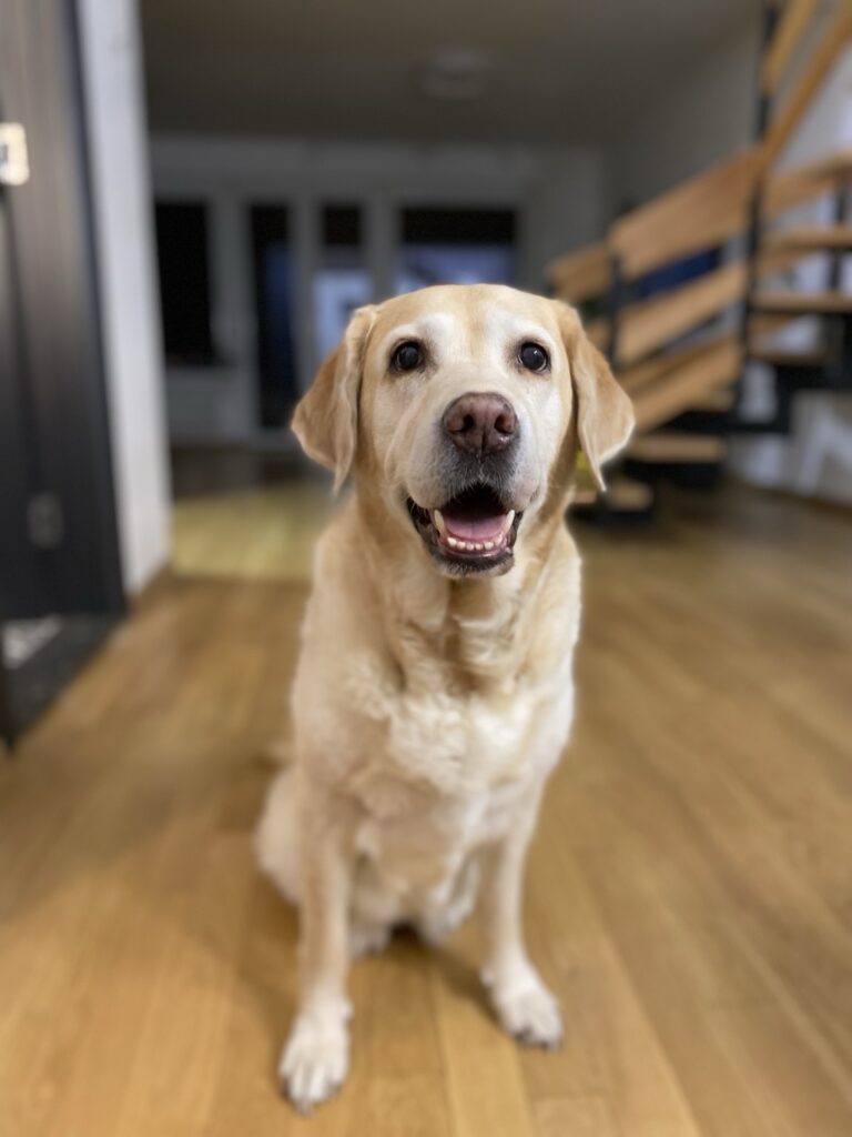 Labrador staying in pet-friendly accommodation in Greece