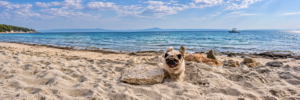 Read more about the article Pet-Friendly Greece: Travelling with Dogs, Beaches and Entry Rules