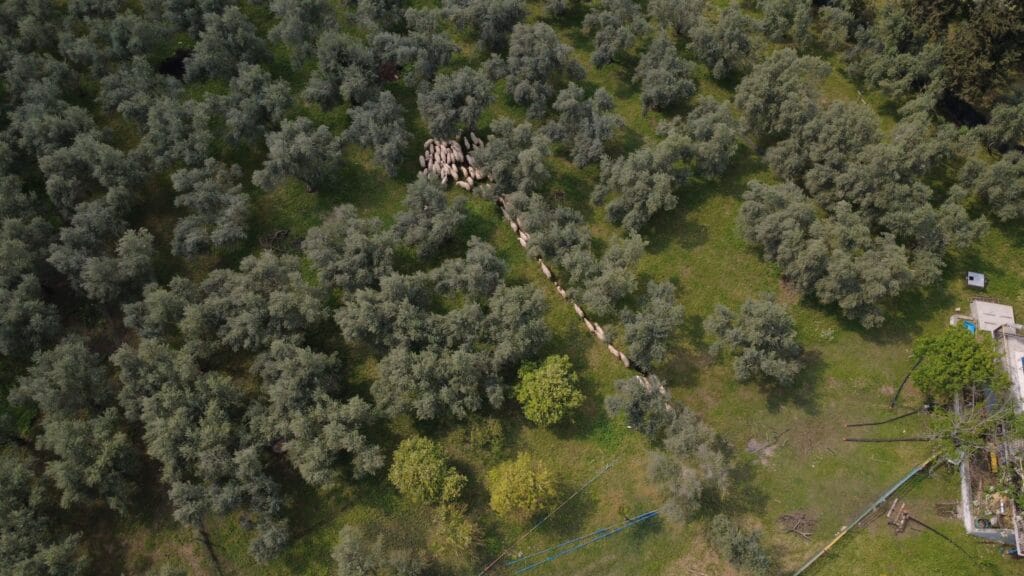 Aerial view of rural land and olive groves