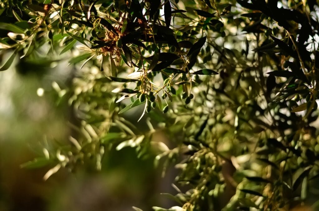 Olives Greece